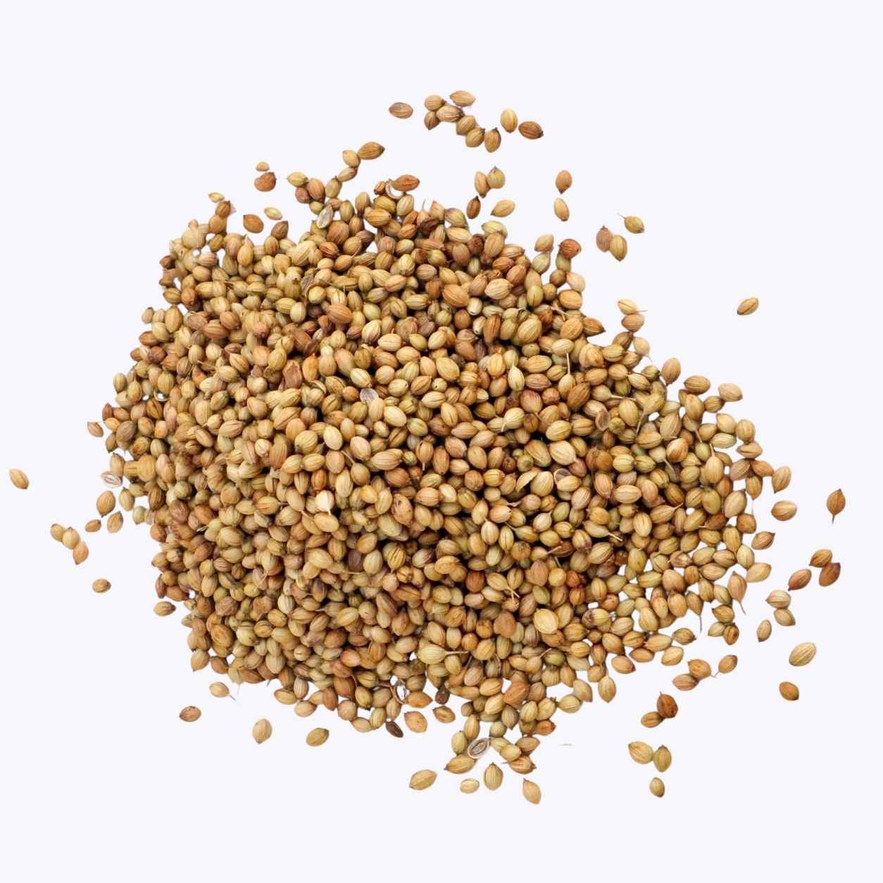 Coriander Seeds / Powder